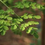 moringa-leaf-plants-are-fresh-green-thrive-rainy-season-moringa-tree-leaves_380409-502_jpg_75